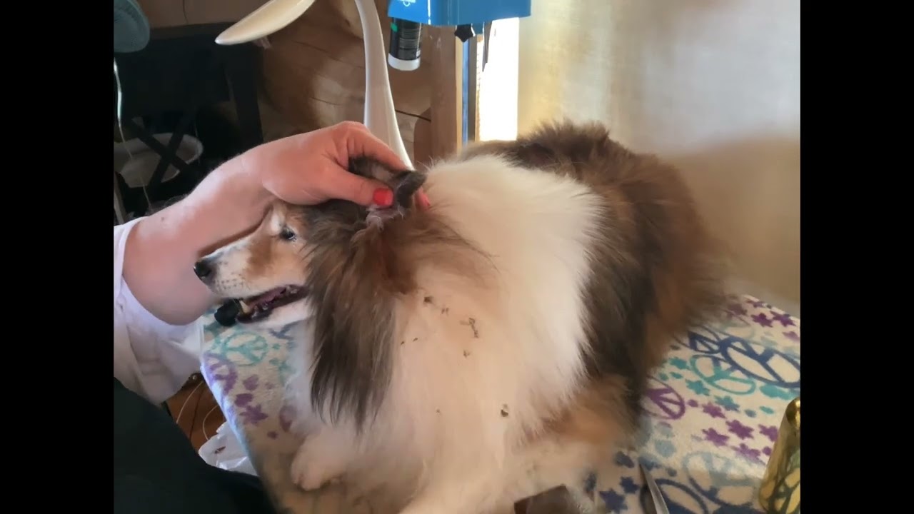 Grooming Shelties: Ear trim
