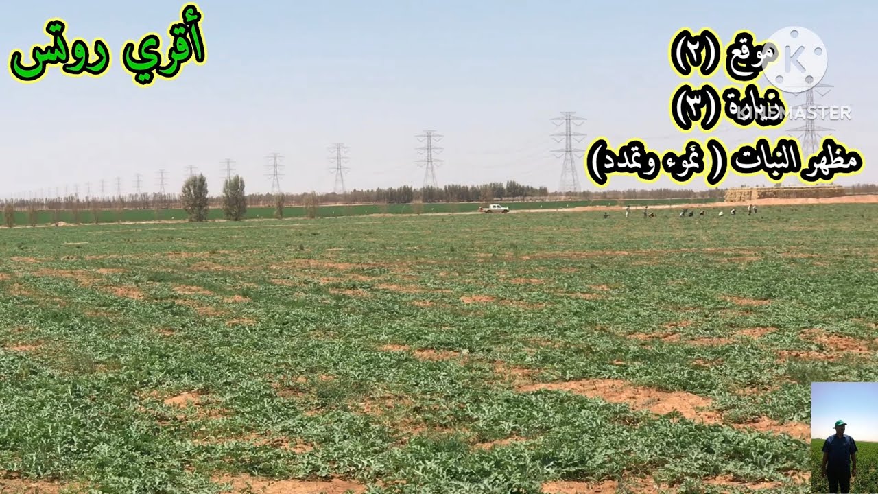 بطيخ شارلستون هجين صنف جديد الموقع2 زيارة 3 النمو وتمدد النبات