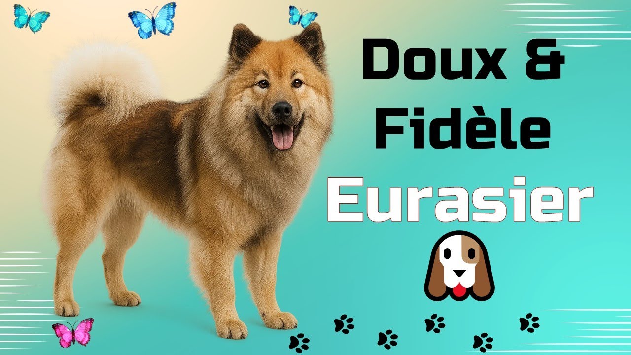 Eurasier : Le chien parfait pour la famille ?
