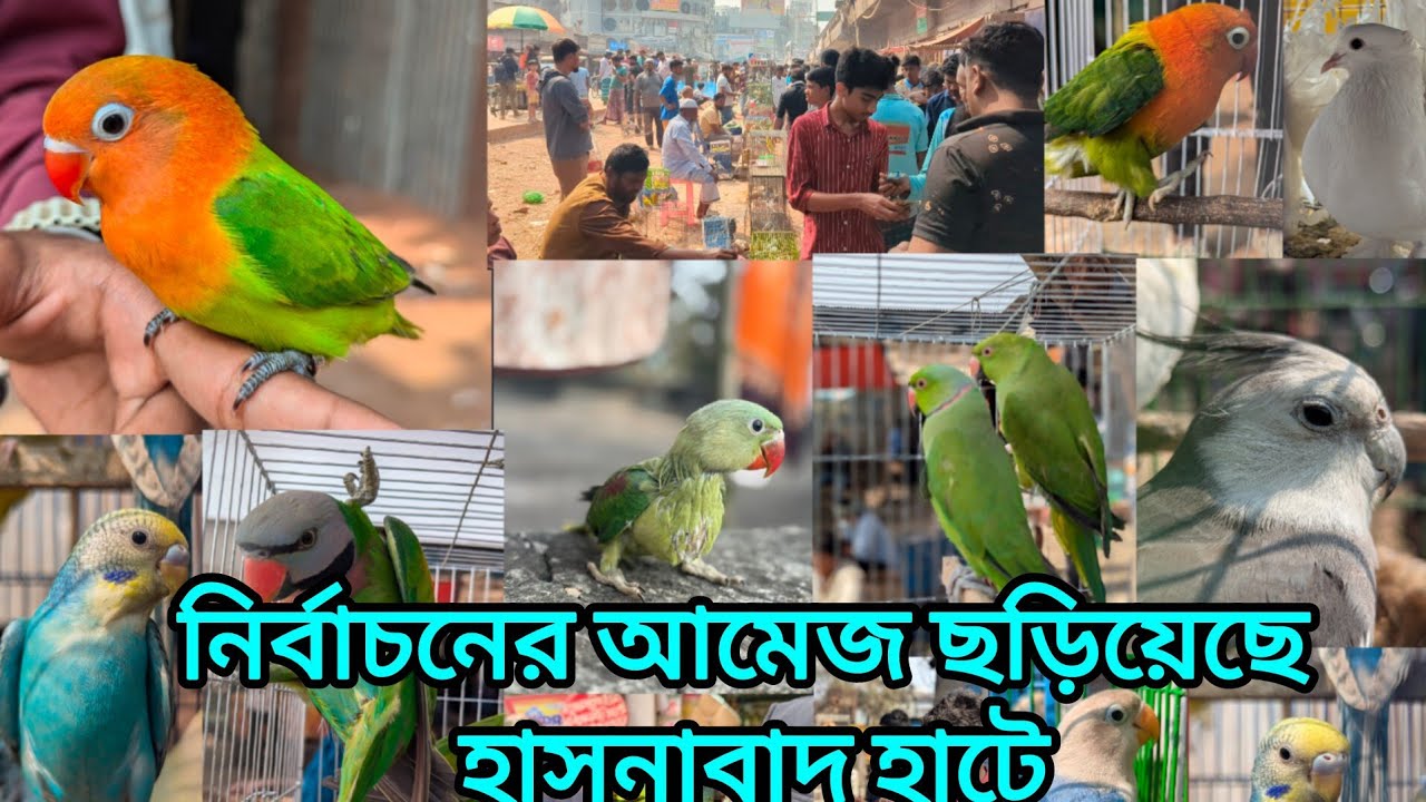 নির্বাচনের আমেজ ছড়িয়েছে হাসনাবাদ পাখির হাটে 😱|Hasnabad hat |mirpur pakhir hat#hasnabad#viral#pets