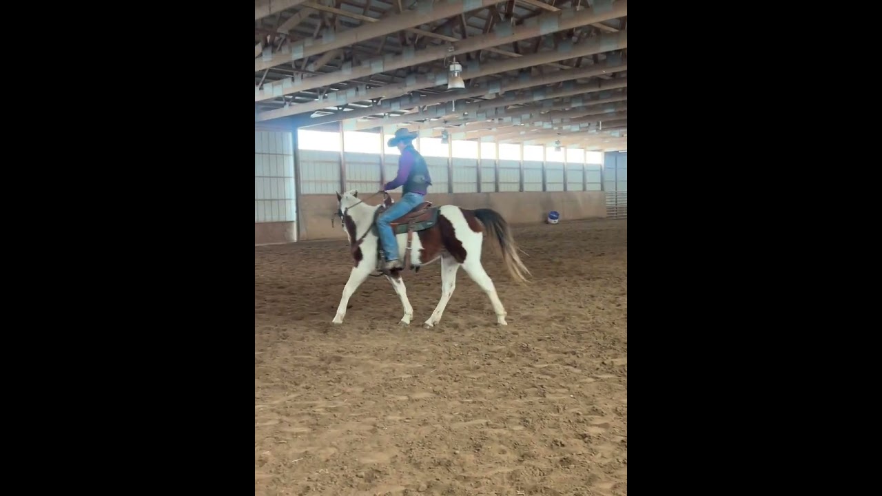 Pancakes 4 year old gelding pony 