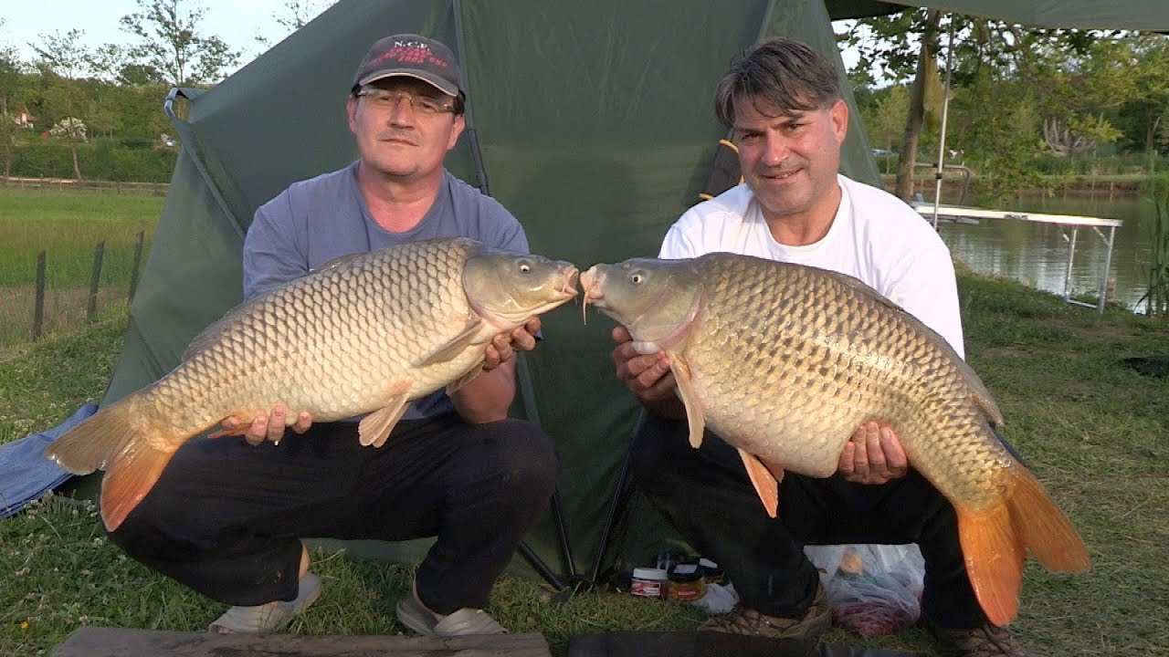 Pecanje šarana u Samaili - Takmičenje I deo | Fishing Carp