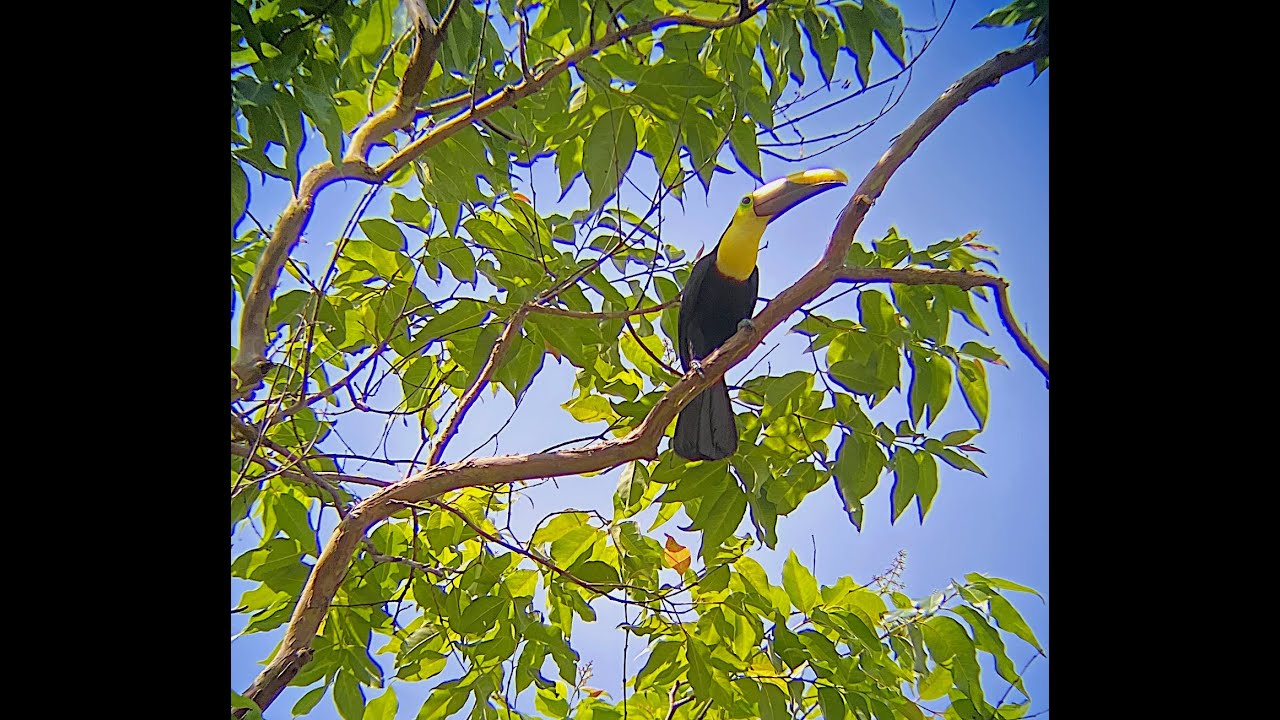 Les oiseaux du Costa Rica