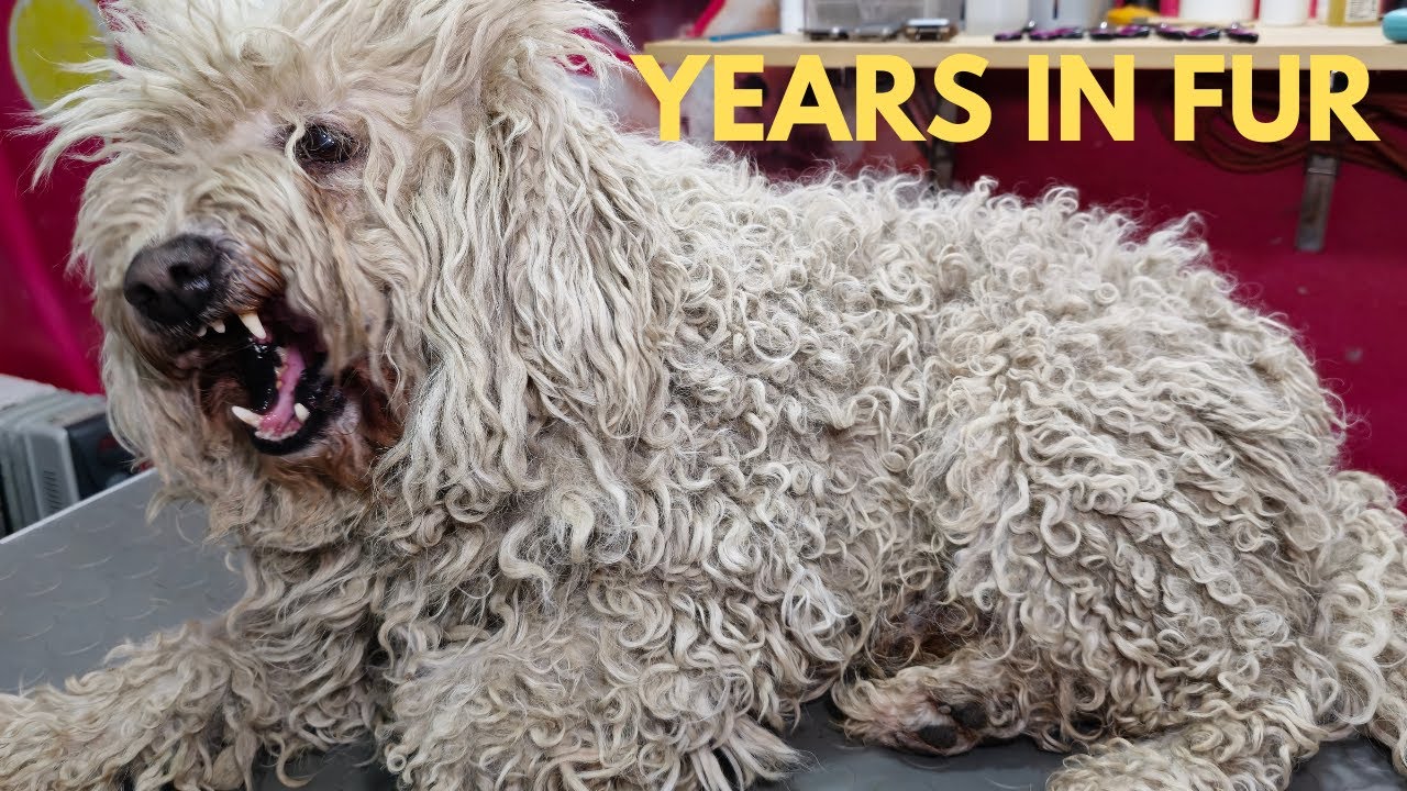 Neglected Family Dog TRAPPED in Dreadlocks – Emotional Grooming Rescue