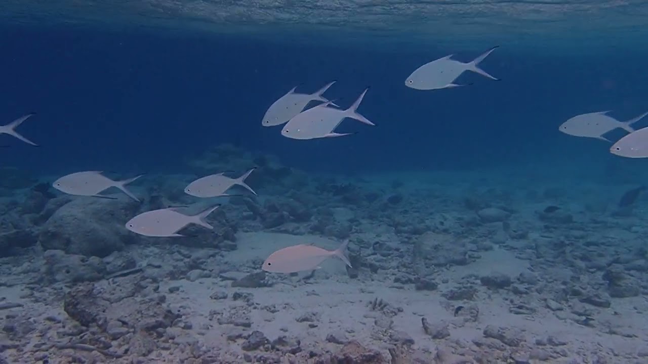 Our trip to Maalhos, Baa Atoll, Maldives