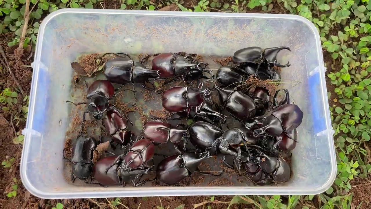 Rare Rhino Beetles after I Found in Wild!