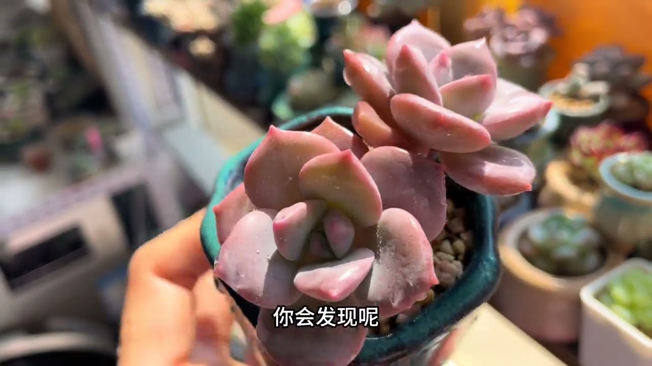 多肉疯狂长气根的原因！是健康还是生病？这几点要“注意”一下！