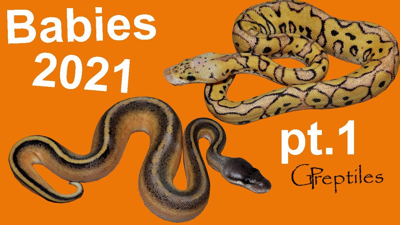 Ball Python Hatchlings from 2021 - Part 1 - Clutches 1 to 5!