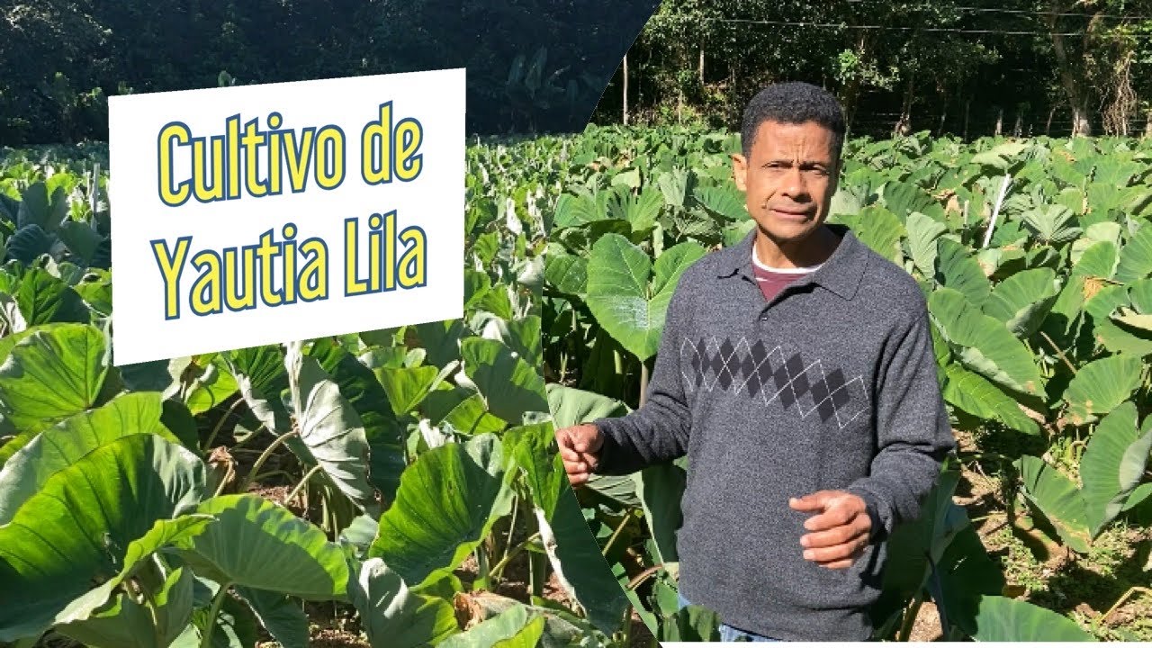 Producción y técnica de cultivo de yautia coca/Lila (por Jose Abreu en Constanza).