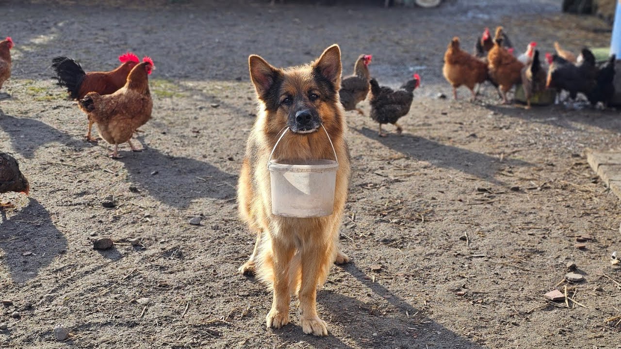 GOSPODARZ NA CZTERECH ŁAPACH - Fantastyczny pies!