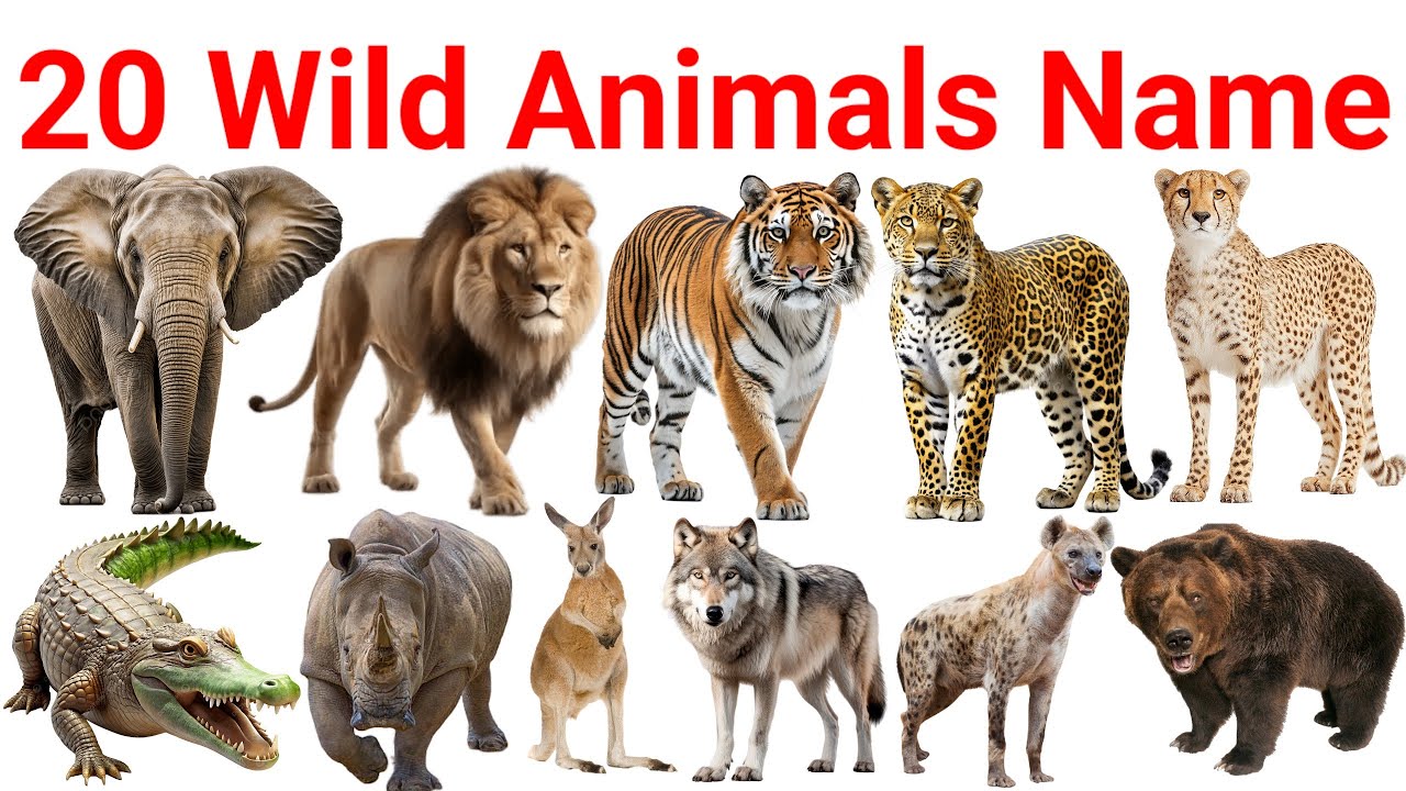 20 Wild Animals Name in Hindi & English | जंगल के जानवरों के नाम | Kids Learning Video