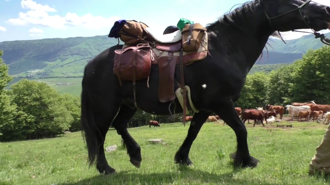 Film Voyage En Marche