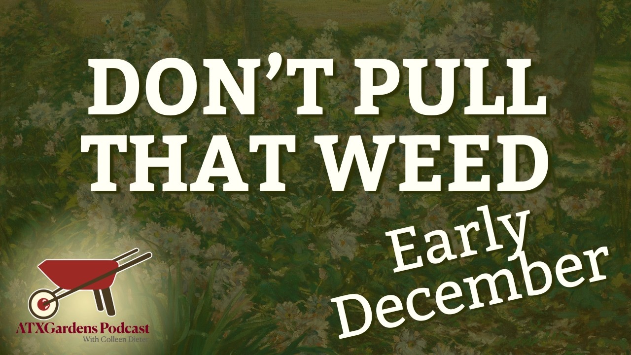 December Garden Prep for Austin Homeowners: Weeds, Trees & Winter Care