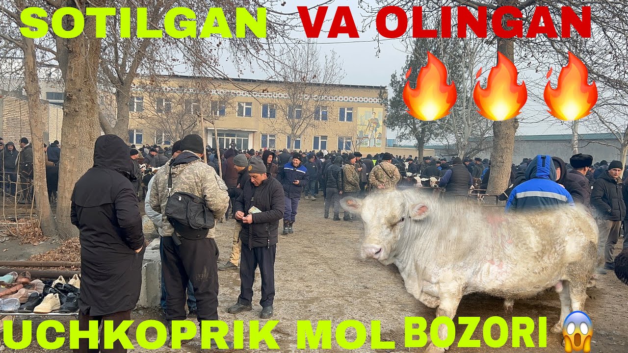 RYALNI SOTILGAN VA QAYTGAN MOL QOYLAR NARXI ✅✅✅31 01 2026#kuragiborbuqalar #arzon #andijonbozor 