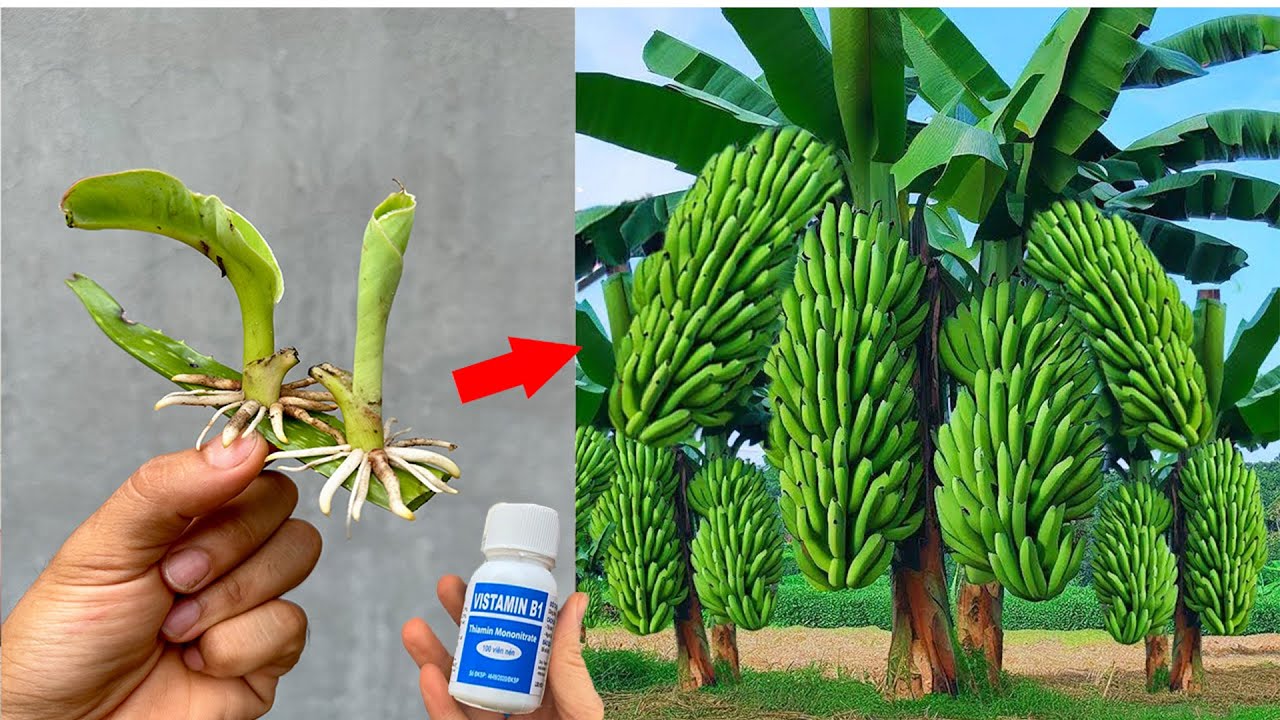 Video summary the technique of using aloe vera, Vitamin B1 to propagate super fast growing banana