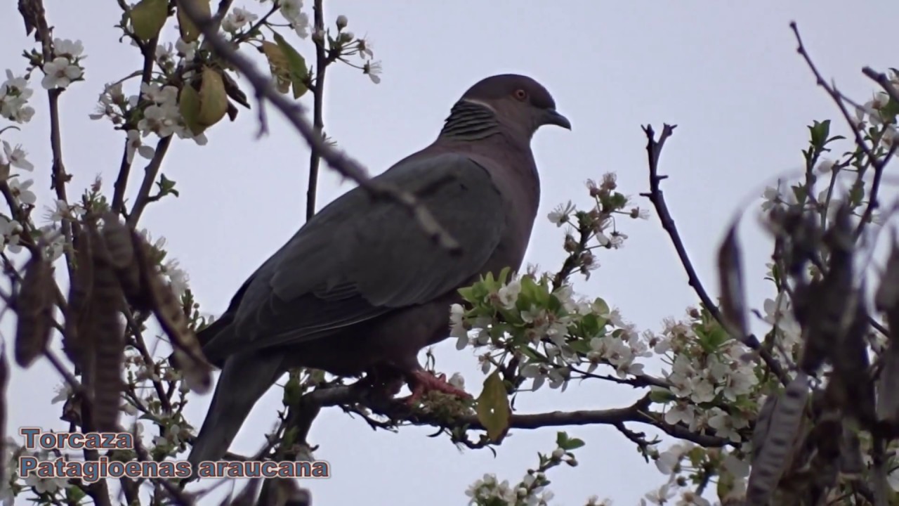 Torcaza o  Paloma Araucana (Patagioenas araucana)