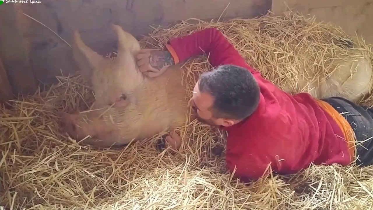 Cerdos felices de dormir calentitos