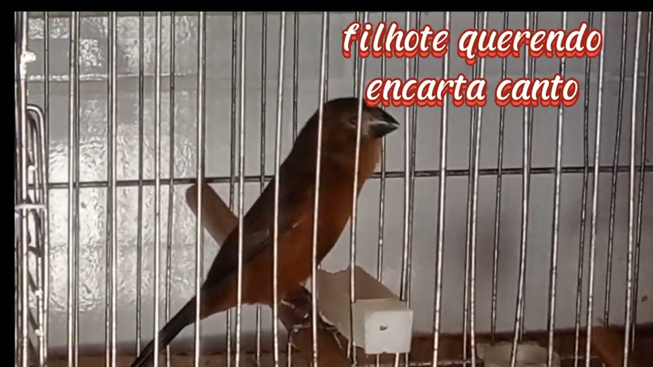 #curio #cantodepassaros #curiopardo#criatoriodeaves #Criadoresdecurio# curiópraiaclassico