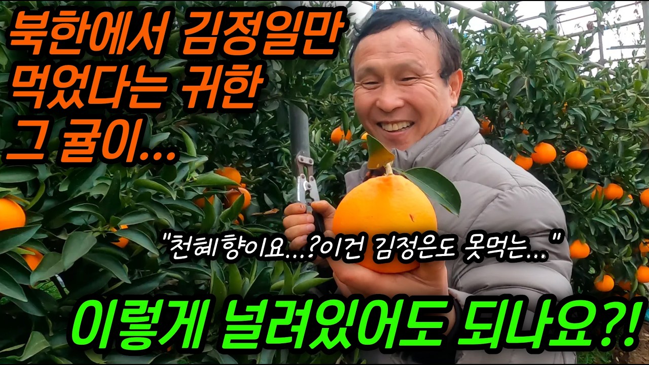 북한에서는 한알도 구경하기 힘든 그 금귤이 이렇게 발에 채이듯이 널려있는 제주도는 어떻게 된 곳인가요? #김영철콤프레샤 #소통상회 #천혜향