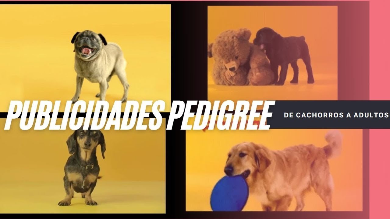 Comerciales PEDIGREE con perros de diferentes paises, razas y edades (2011 - 2017)