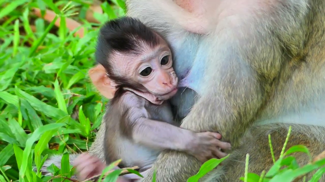 Baby Monkey&rsquo;s First Steps Will Melt Your Heart!