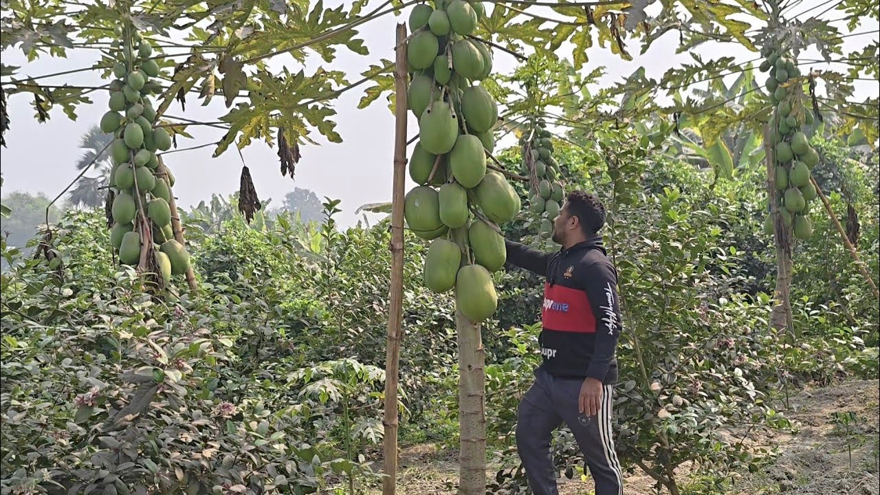 Pepe farm.কি জাতের পেঁপে চাষ করলে কৃষক লাভবান হবেন।