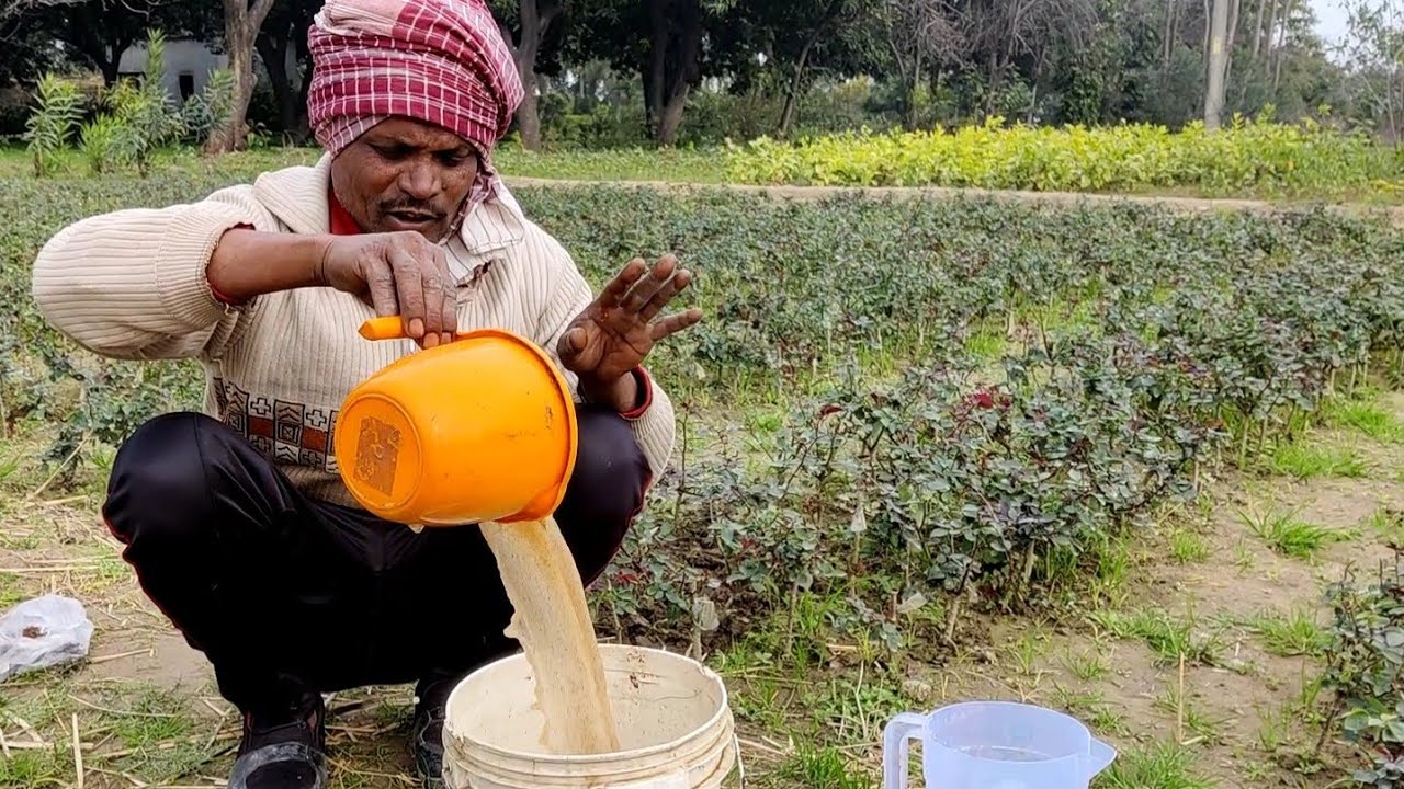 नर्सरी के माली ने कहा इस खाद को डालो फल फूल आयेंगे 200% ज्यादा इस सीक्रेट को पड़ोसियों को मत बताना