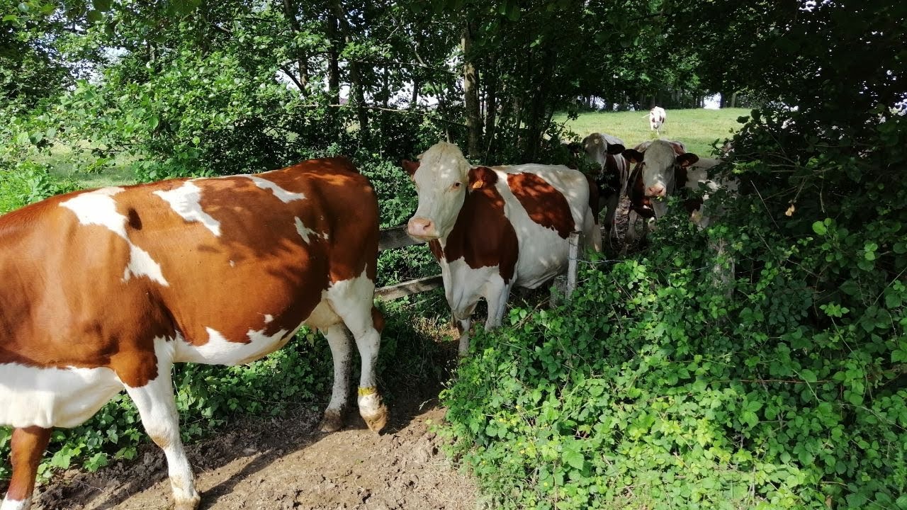 Traite des vaches