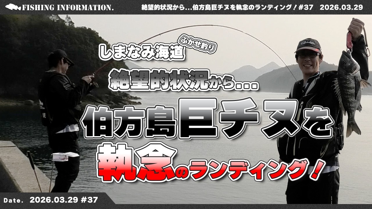 絶望的状況から．．．【伯方島巨チヌ】を執念のランディング！2026.3.29 #37