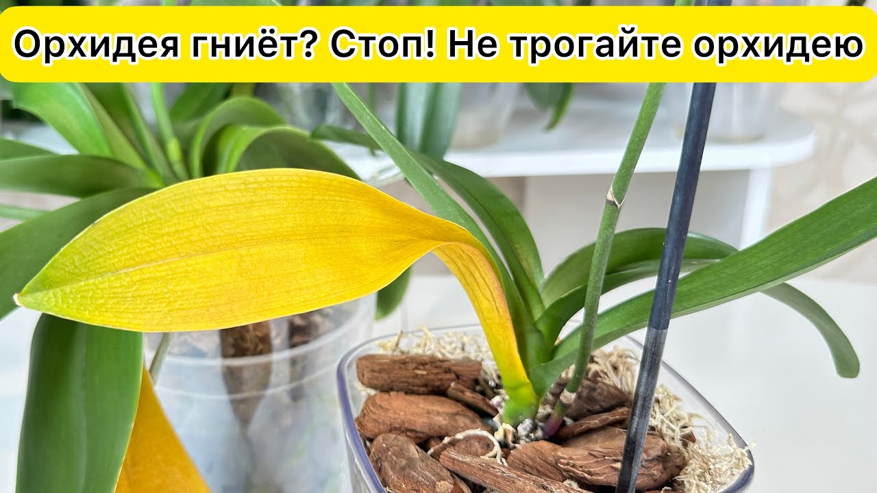 У орхидеи желтеет лист / Уход за орхидеей
