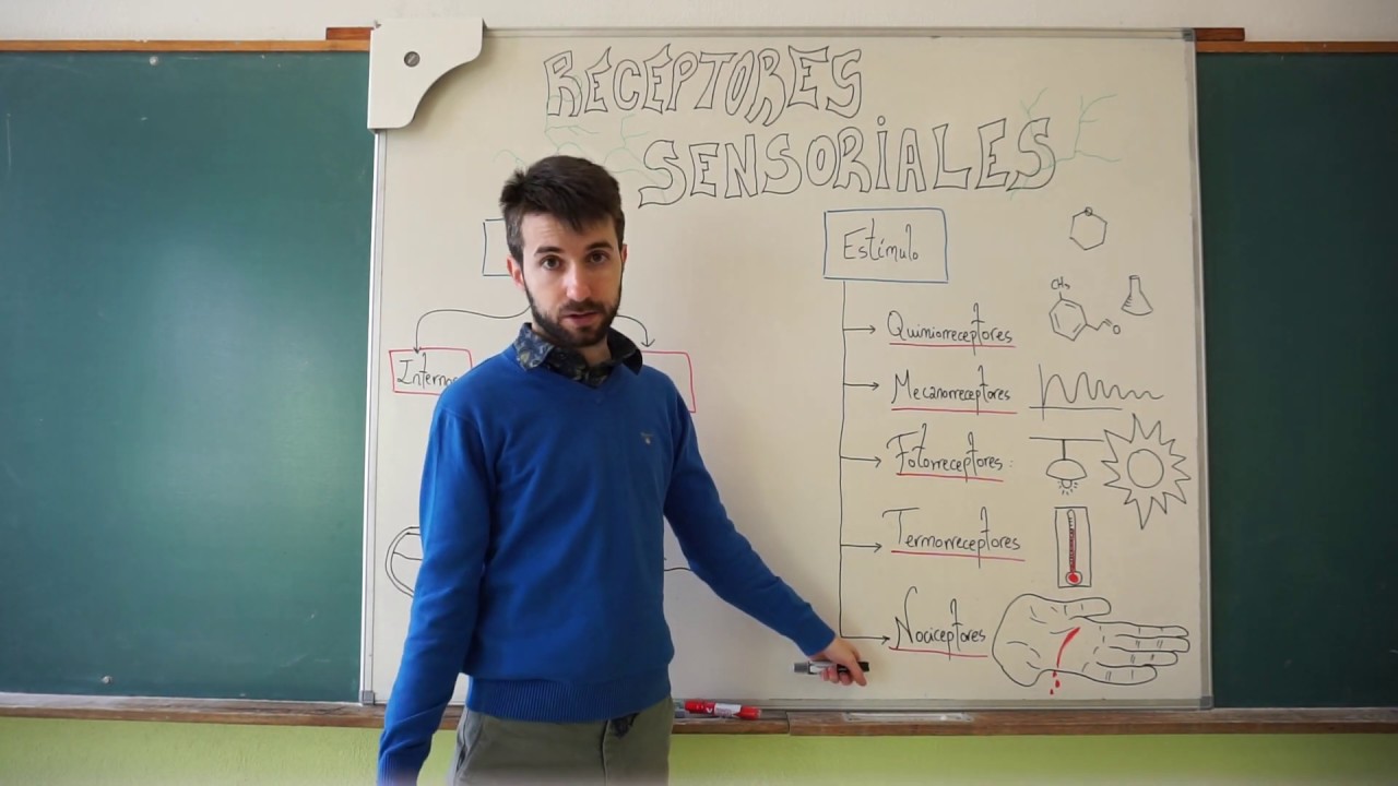 receptores sensoriales