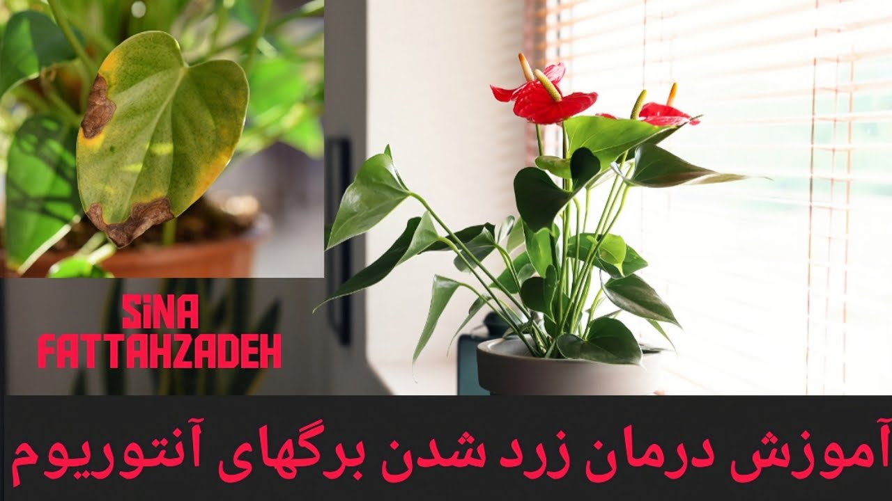 علت زرد شدن برگ آنتوریوم 😤😤 + آموزش درمان