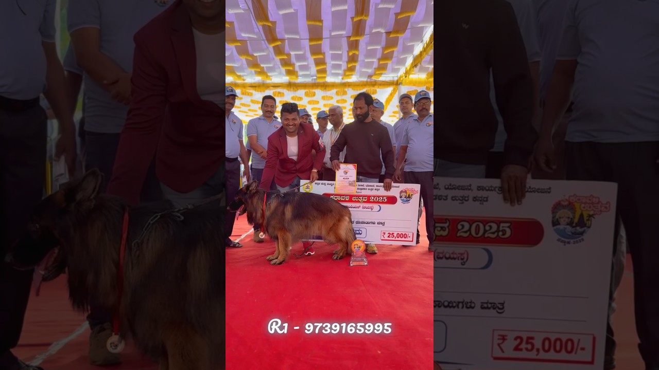KARWARA DOG SHOW 🏆🥇CHAMPION OF CHAMPION GERMAN SHEPHERThank u all🍫& Happy new year to all ❤️2026
