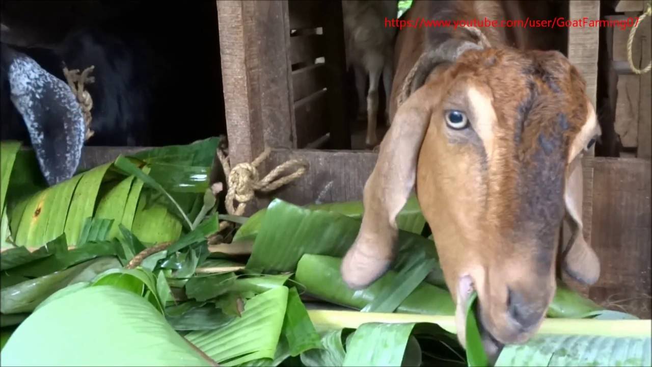 GOATS EAT BANANA LEAF