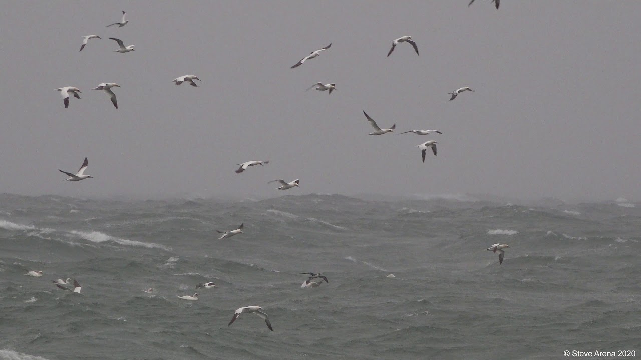 Northern Gannet (Morus bassanus)