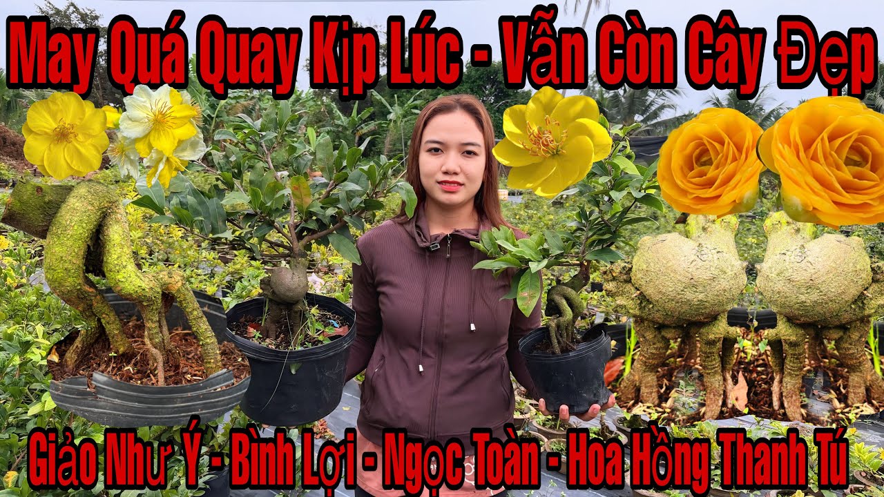 27/2☎️0382386956☎️🌲Mai Vàng Giá Rẻ🌲Giảo Như Ý-Bình Lợi-Hoa Hồng Thanh Tú-Nhị Ngọc Toàn-Sài Gòn...🌲