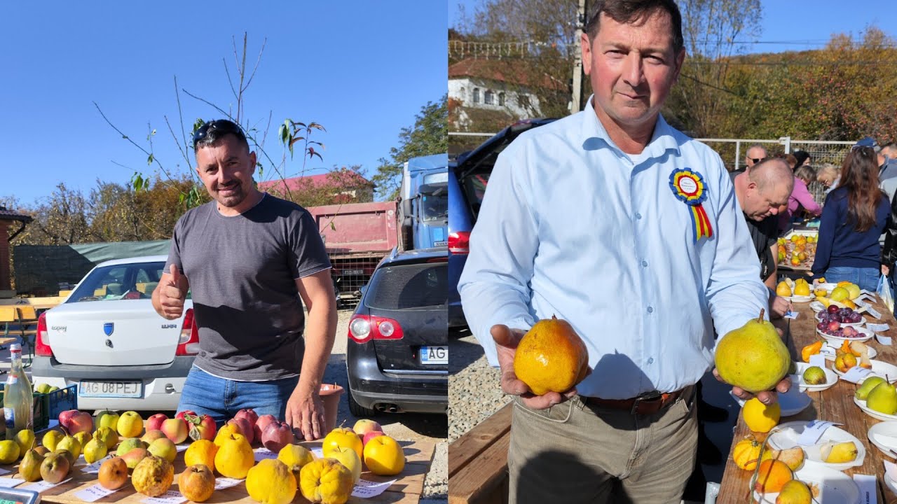 Festivalul Perelor ediția a doua ,peste 100 de soiuri la prezentare,Pasiune pentru pomicultură 🍐🤗✅🥰