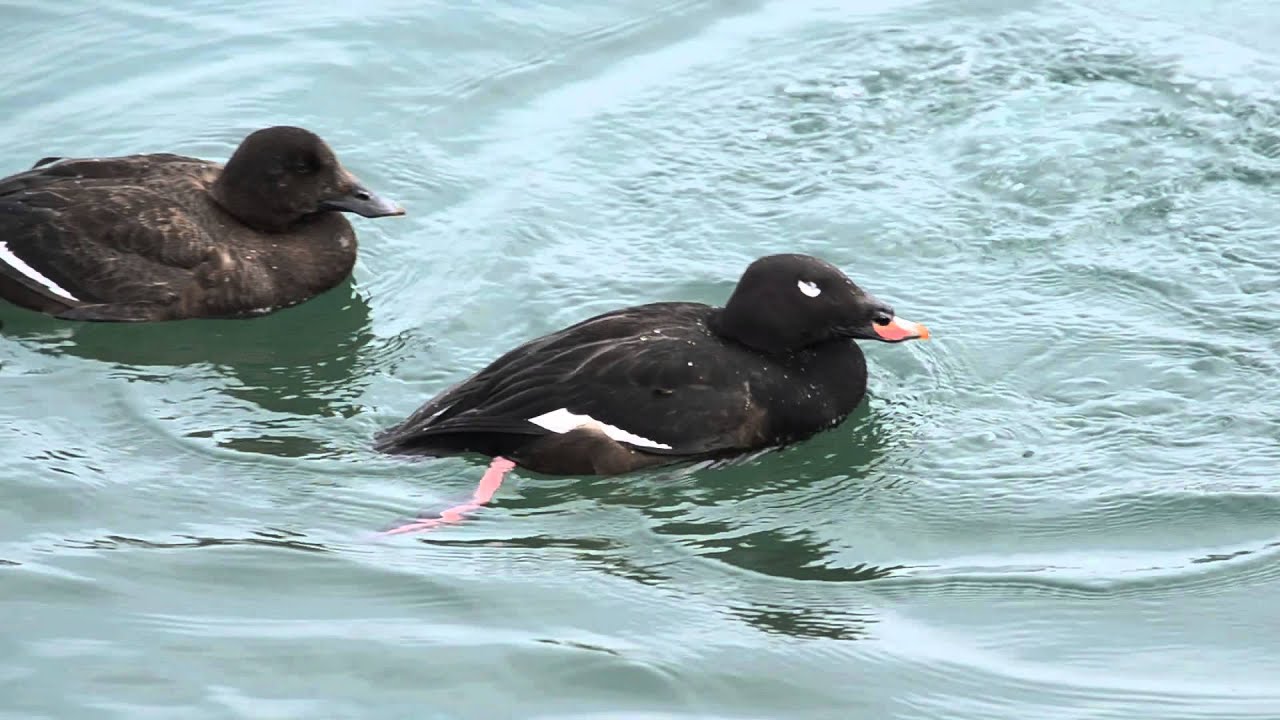 White Winged Scoters diving