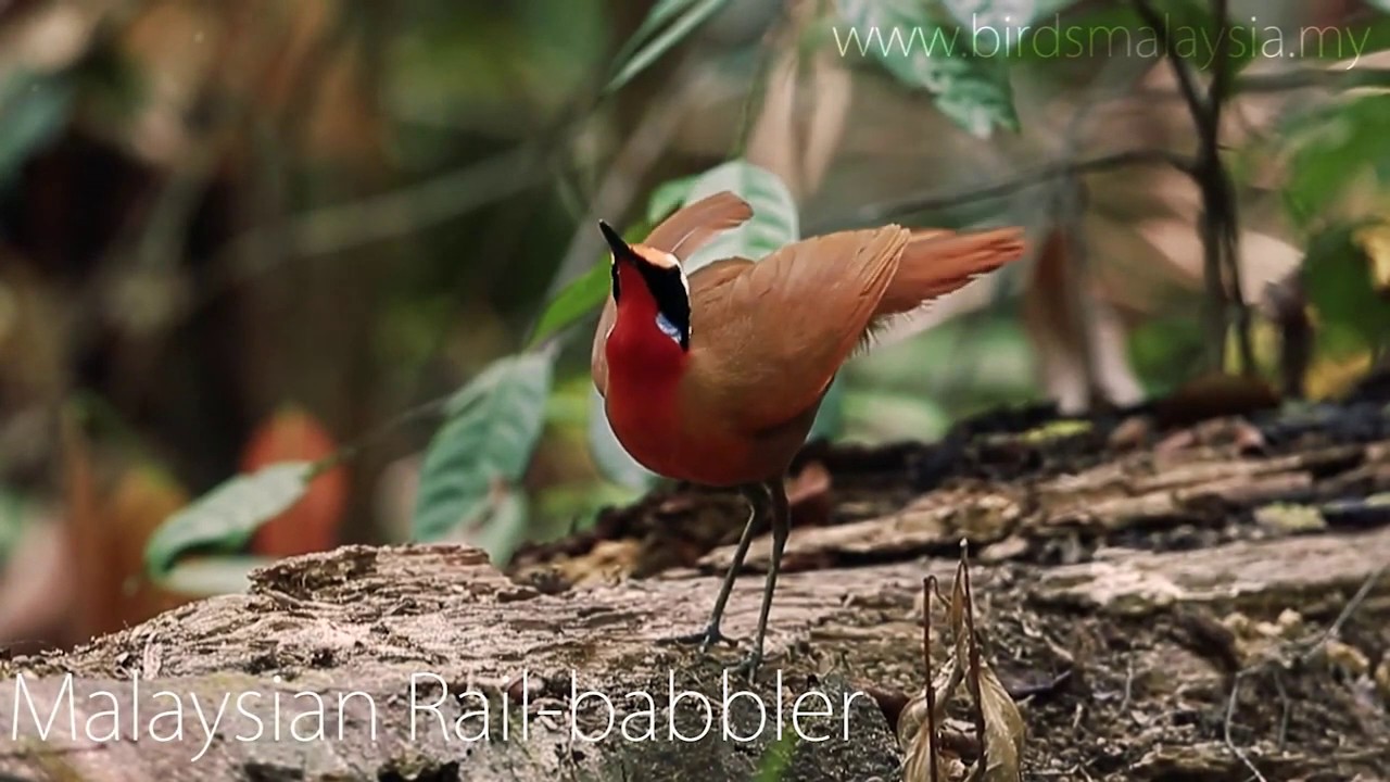 Endemic Birds of Malaysia