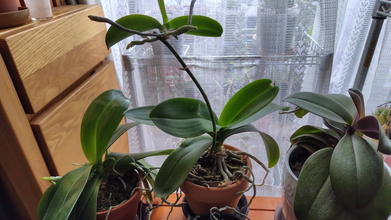 今週の花芽の様子など　胡蝶蘭動画No.86