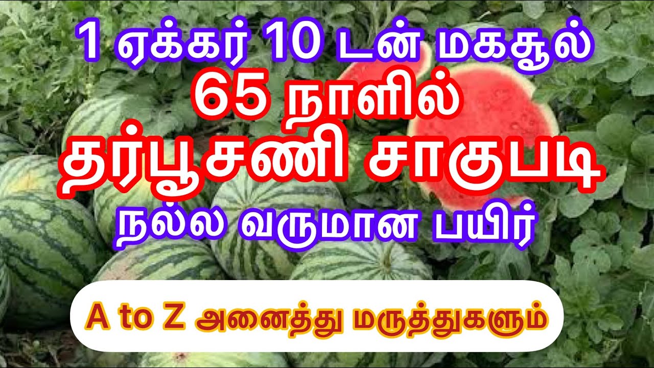 தர்பூசணி நட போறிங்களா அப்போ இந்த வீடியோ நீங்க கண்டிப்பா பார்கனும்#watermelon #cultivation #2023