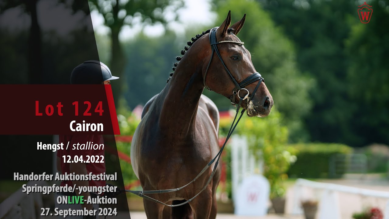 Auktionsfestival Lot 124 Cairon Hengst v. Coeur de Bella Donna - Nabab de Reve