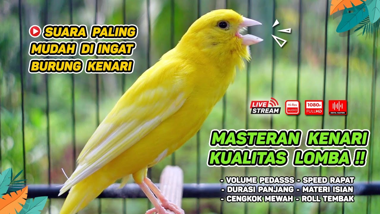 Masteran Kenari PAUD & Pancingan Kenari MACET BUNYI‼️ Terapi AMPUH Bikin Kenari GACOR (Episode 01)