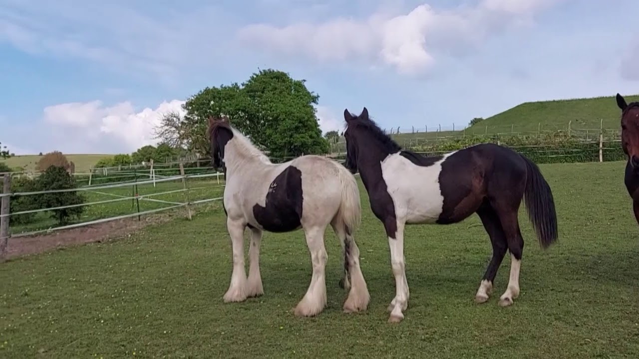 Mini-herd Under Pressure