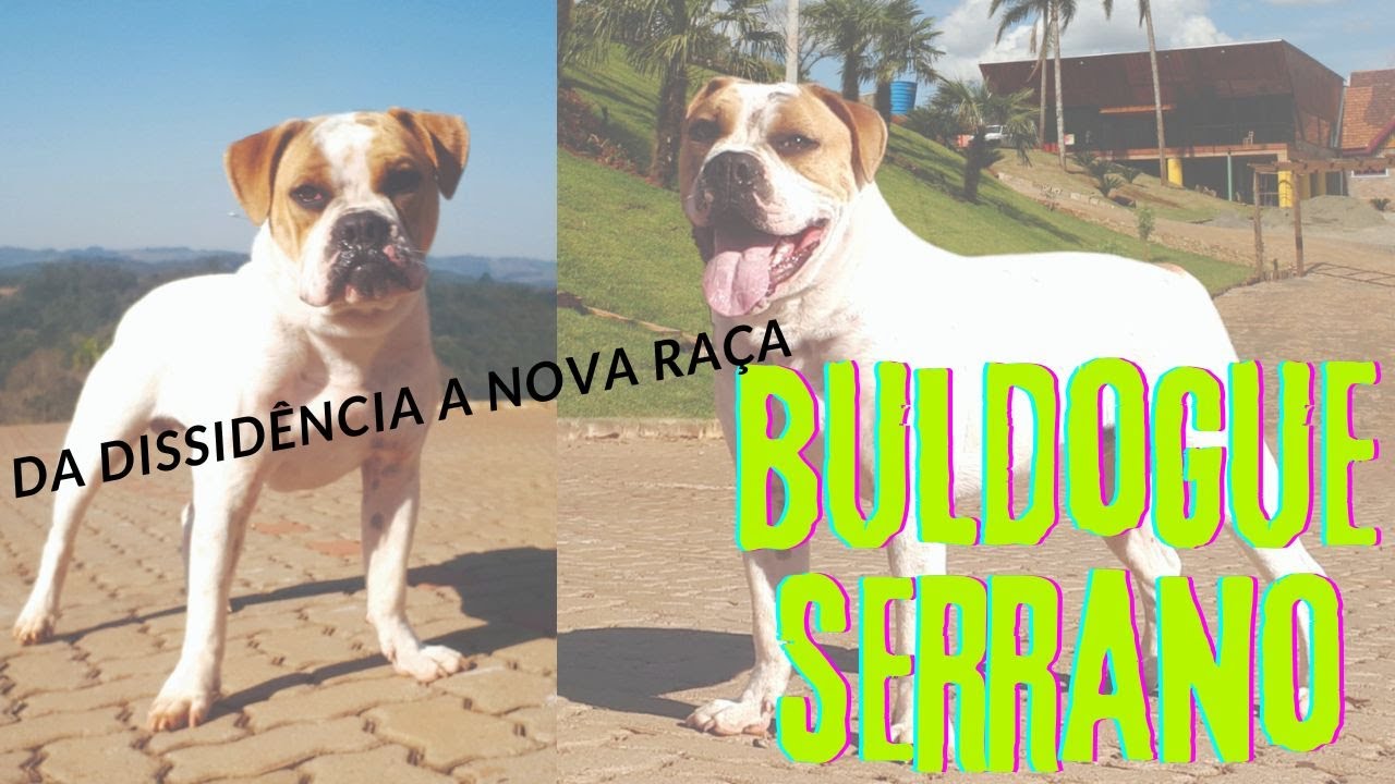 Buldogue Serrano com Ivanor Oliviecki, participação Leo Raças do Brasil