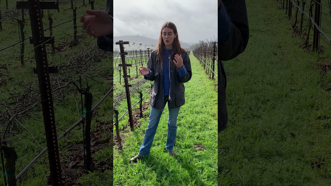 Vineyard Tour With Catherine Kistler from Occidental Wines in Sonoma California