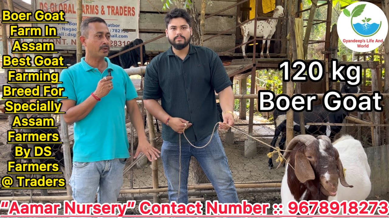 Boer Goat Farm In Assam Best Goat Farming Breed For Specially Assam Farmers By DS Farmers @ Traders