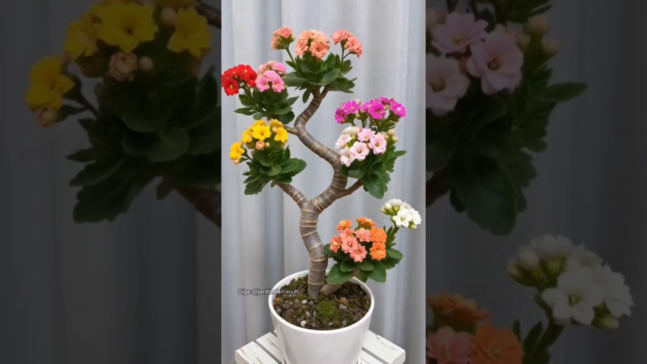 Dica de enxertia #garden #jardinagem #diy