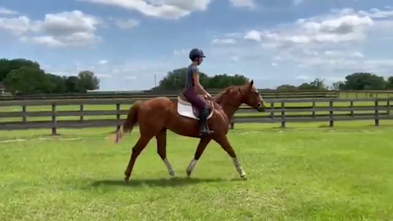 FAVORITE FRIEND (w/t) - Adoptable Thoroughbred Gelding - New Vocations