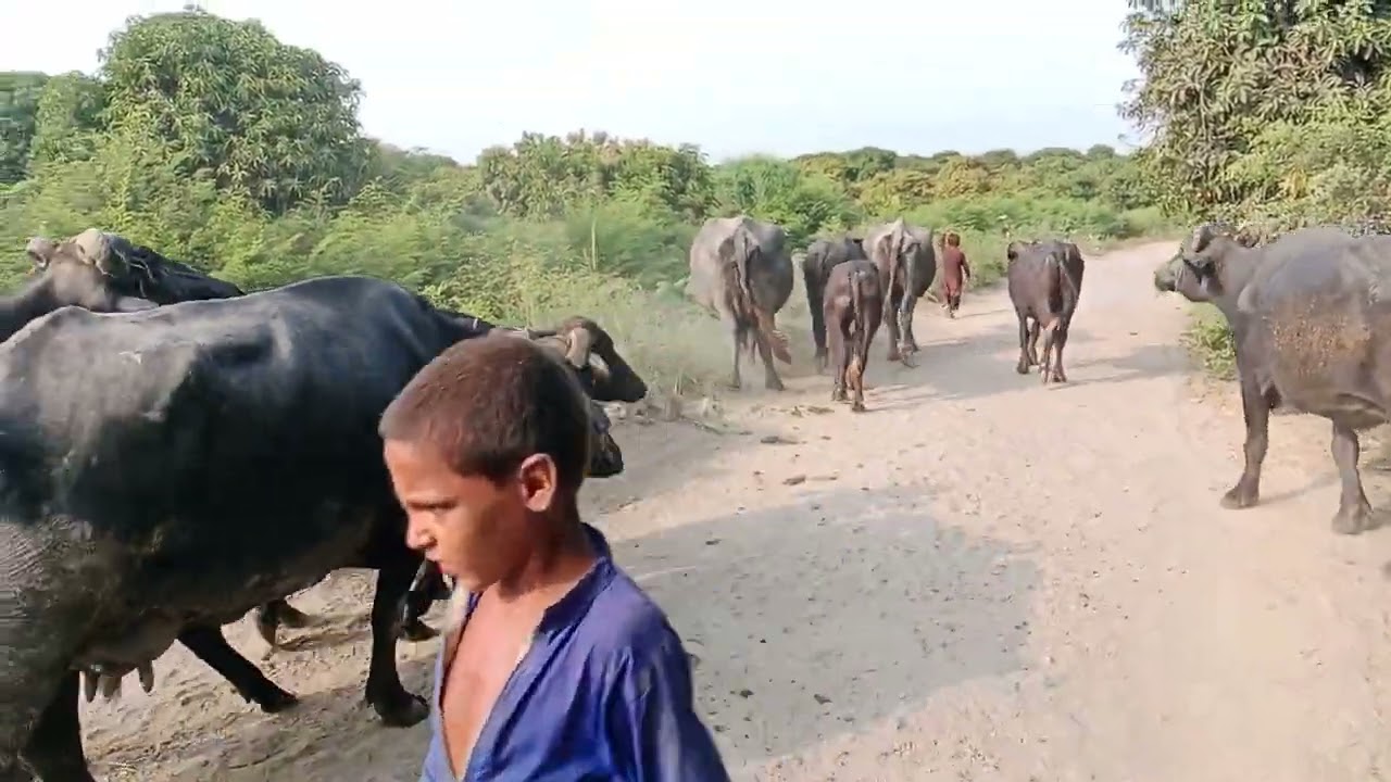 بھینسوں کی ویڈیو 🐃🐃🐃🐃
